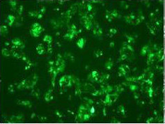 GFP/LUC标記細胞株